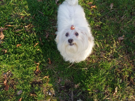 ESTA ES LA PRINCESITA DE LA CASA MUY GUAPA Y COQUETA, BUENO LA COQUETA SOY YO.